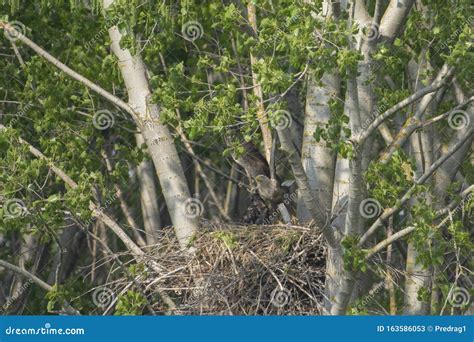 White-tailed Eagle in the Nest with Small Birds Stock Image - Image of ...