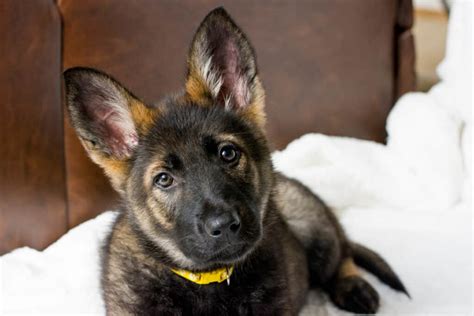 11 Essential German Shepherd Puppy Training Tips - The German Shepherder