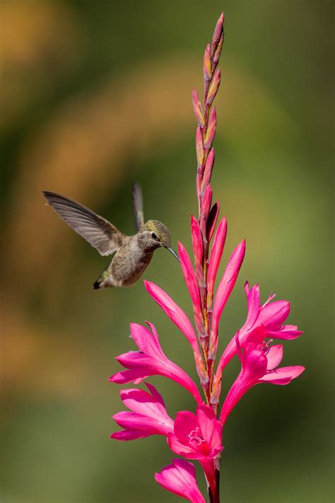 Calliope Hummingbird (female) | Hummingbird, Pretty birds, Beautiful birds