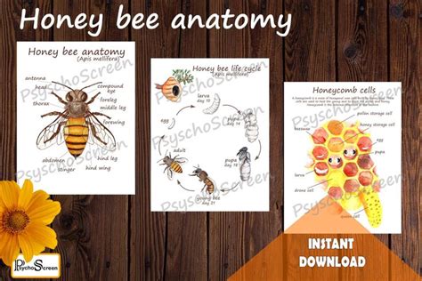 HONEY BEE Unit Study, MEGA Printable Bees Bundle With Anatomy, Life Cycle, Honeycomb, Social ...