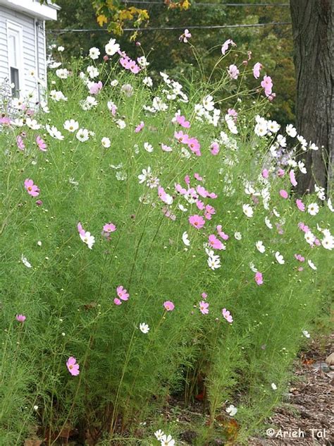 Pin by Julia Trice on California Bee Garden | Cosmos plant, Cosmos flowers, Plants