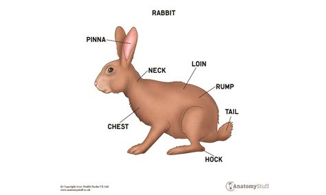 Anatomy of Small Mammals | Rabbit Anatomy | AnatomyStuff