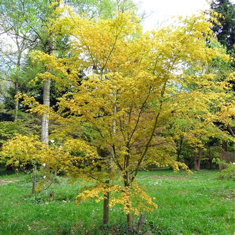 Acer Palmatum Katsura | Japanese Maple Tree | Buy Dwarf Maple Tree