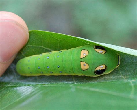 In-depth Overview Of The Beautiful Spicebush Swallowtail Butterfly ...