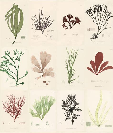 Sea Plants — John Derian Company Inc