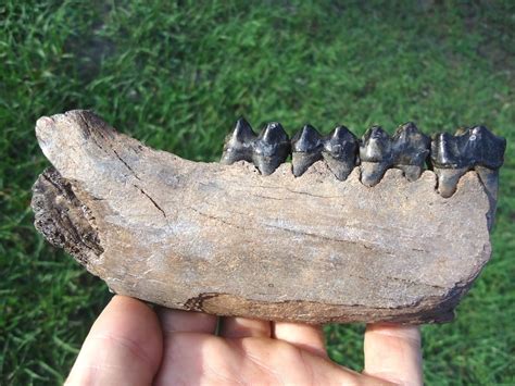 Large Tapir Mandible with Four Teeth Intact | Recently Sold | FOSSILS ...