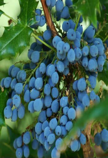 Health Benefits of Oregon Grape - Properties & Uses