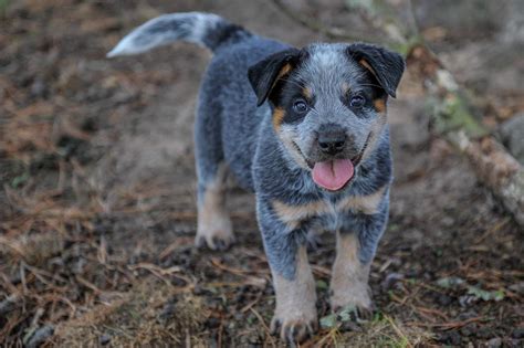 Blue Heelers Puppies Wallpapers - Wallpaper Cave