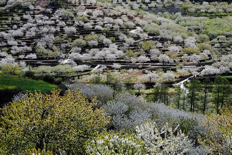 Blog oficial de SOPRODEVAJE: El Valle del Jerte entre "Lo Mejor de España"