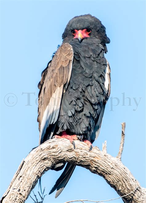 Bateleur Eagle – Tom Murphy Photography