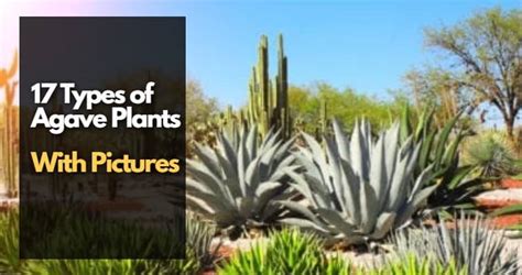 17 Types of Agave Plants With Pictures - Igra World