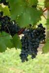 Growing Grapes Free Stock Photo - Public Domain Pictures