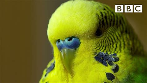 Meet Disco the incredible talking budgie | Pets - Wild at Heart - BBC ...