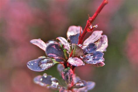 Free stock photo of cool, droplet, flower