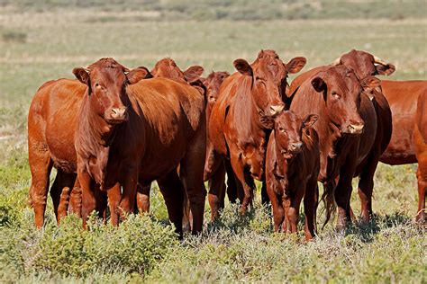 Bonsmara Cattle - Karoo Livestock Exports