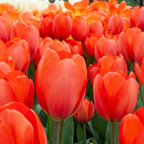 Orange Balloon Tulip Bulbs | Wholesale Prices | Colorblends®