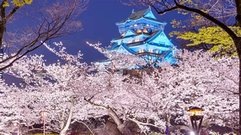 6 best places to see cherry blossoms in Osaka in 2024