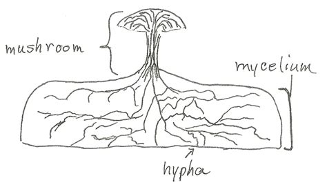 What Makes a Fungus a Fungus? - Jake's Nature Blog