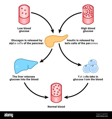 Blood sugar regulation, illustration Stock Photo - Alamy