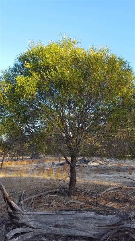 acacia acuminata (Jam Wattle, Jam Tree) – Westgrow Farm Trees