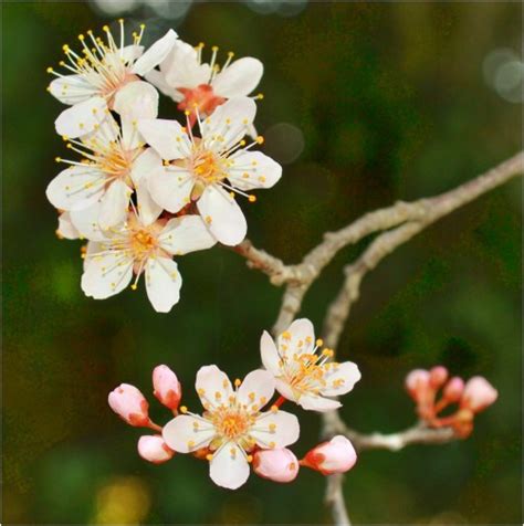 Plum Tree Blossoms! | RedGage