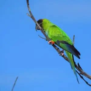 Nanday Parakeet - Facts, Diet, Habitat & Pictures on Animalia.bio