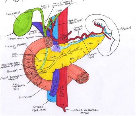 pancreas anatomy. aorta, splenic artery, splenic vein, Sonography ...