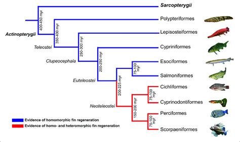 | Schematic representation of type of fin regeneration in different ...