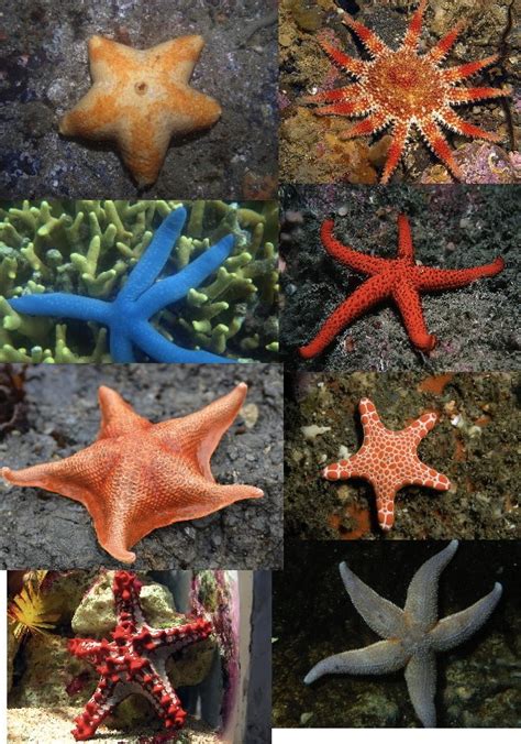 The Echinoblog: How many starfish species are there?? Where do they ...