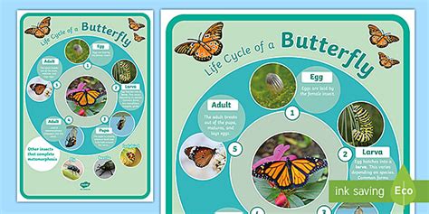 Life Cycle of an Insect KS2 Poster | Minibeast Metamorphosis