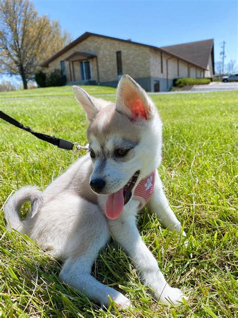 Alaskan Klee Kai Puppies For Sale | Topeka, KS #328000