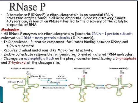 Ribozyme