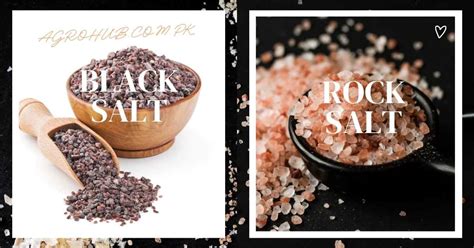 Rock Salt vs Sea Salt - Agro Hub