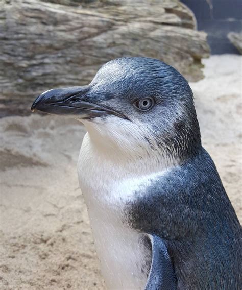 Why New Zealand's National Aquarium (And The Internet) Is Shaming Little Penguin Timmy