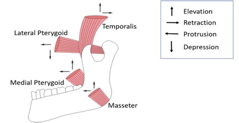 Muscles of Mastication , Origin, Insertion, Action and Nerve Supply , Anatomy QA