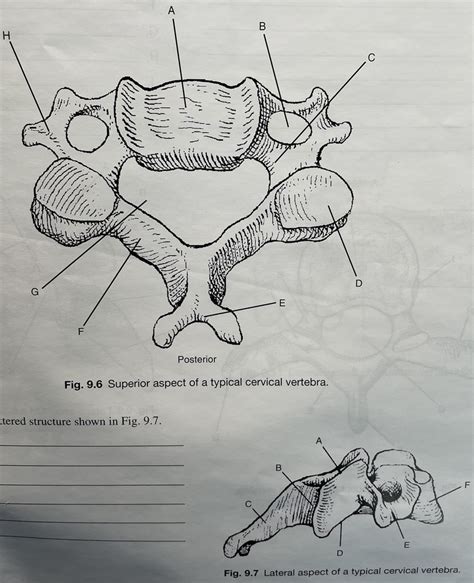 Cervical vertebra anatomy Diagram | Quizlet