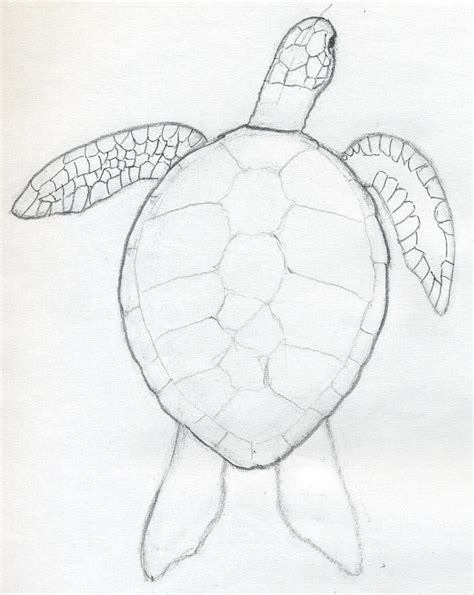 to draw | Turtle drawing, Easy animal drawings, Turtle art