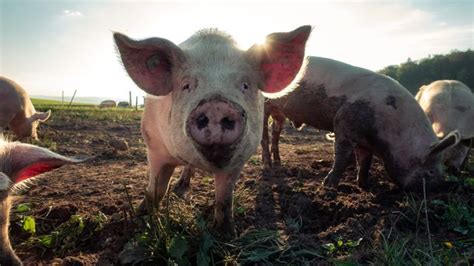 Pigs' Emotions Revealed by Decoding Grunts | Technology Networks