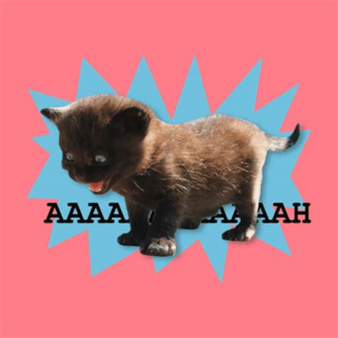Toutfeutoutcam Cat GIF - Toutfeutoutcam Cat Cat meme - Discover & Share GIFs