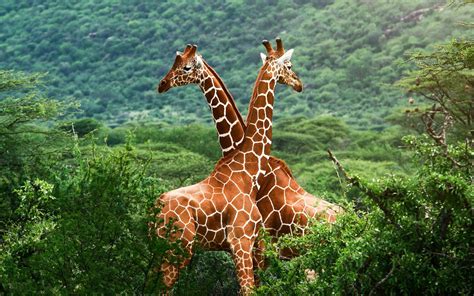 animals, Giraffes, Nature Wallpapers HD / Desktop and Mobile Backgrounds