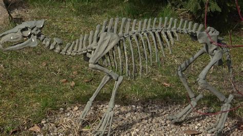 Skeleton of horse Eohippus. Prehistoric skeleton. 22509855 Stock Video at Vecteezy