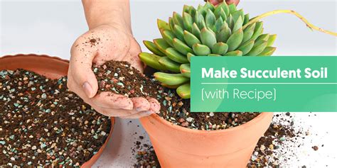 How to Make Succulent Soil (with Recipe) | THE NEXT GARDENER ...