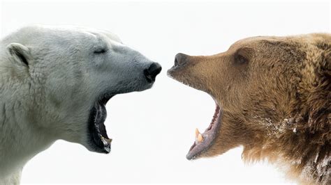 Grizzly Bear vs. Polar Bear | Doovi