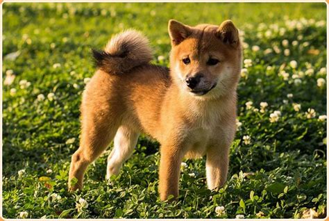 Hokkaido Dog : Puppies, Price, Temperament, Characteristics, Facts | Animals Adda