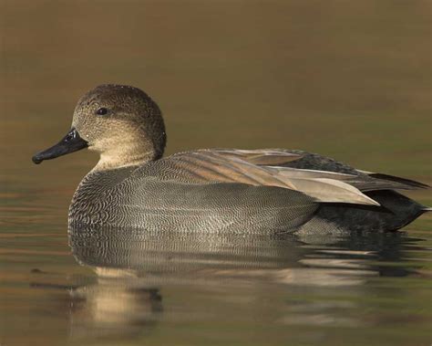 gadwall drake images - Yahoo Image Search Results | Duck species ...