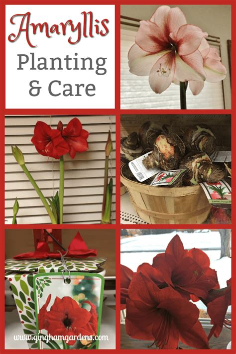 How to Grow Amaryllis Indoors (The Perfect Winter Flower) - Gingham ...