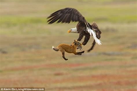 Bald eagle swoops and lifts a fox carrying a rabbit 20 feet in air ...