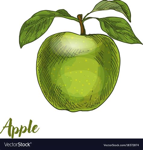 Green apple with leaves Royalty Free Vector Image