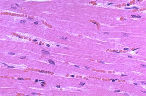 Normal Histology