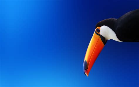 Wallpaper : 1920x1200 px, animals, background, birds, blue, toucans ...